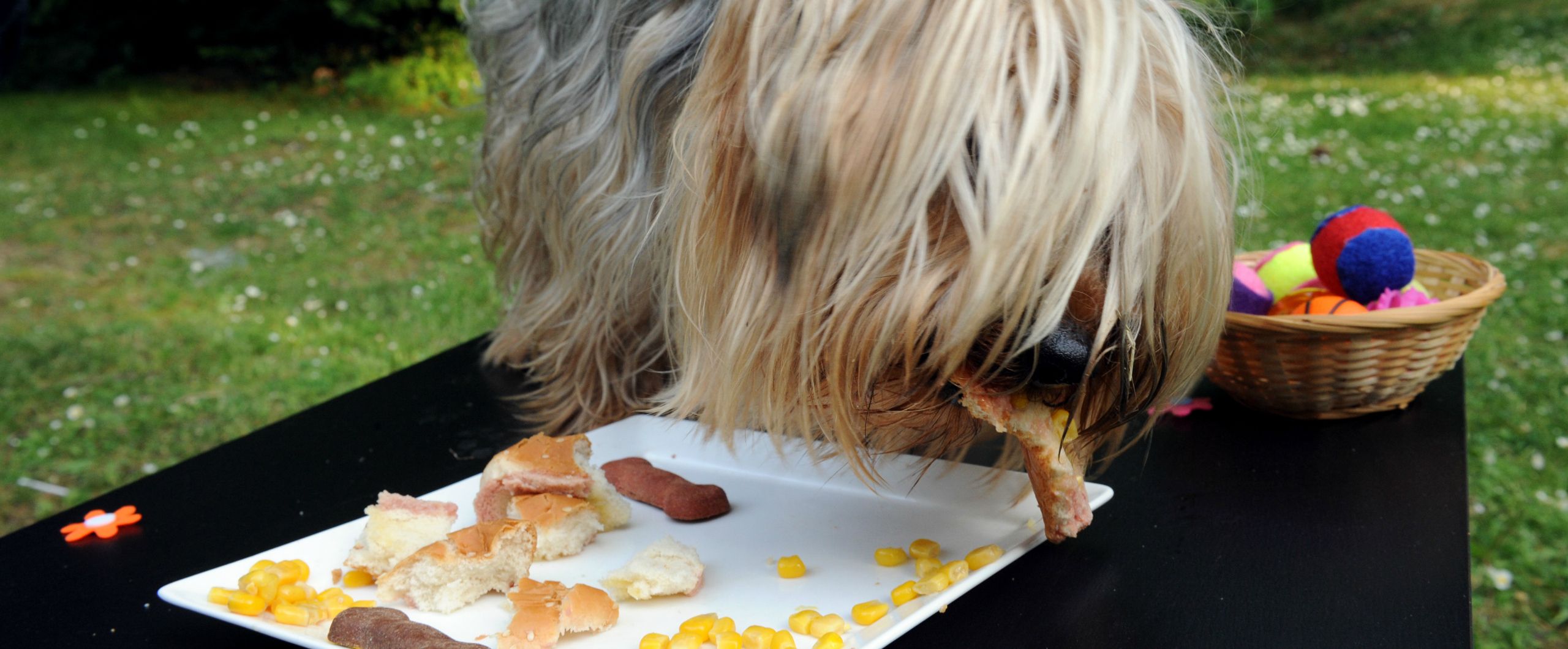 Kosher dog food sale