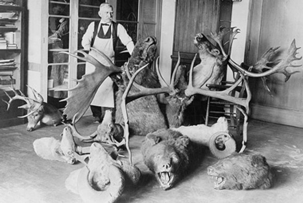 An osteologist with animal heads at the Smithsonian’s National Museum of Natural History, in 1923.(Library of Congress)