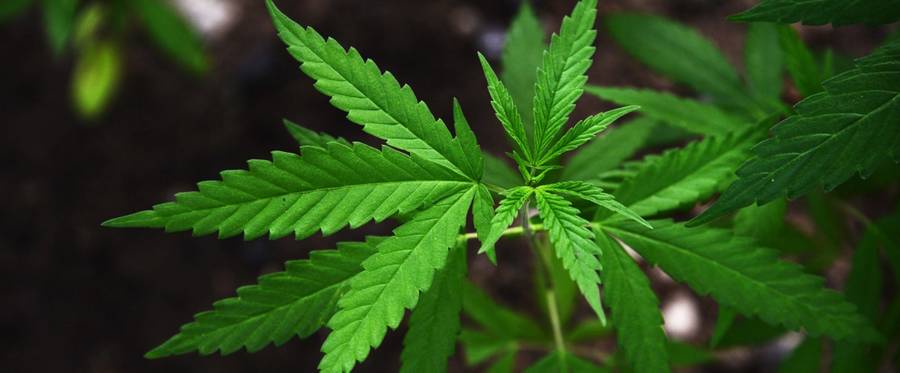 Marijuana plants grow on the grounds of the Bob Marley Museum in Kingston, Jamaica, June 9, 2015. 