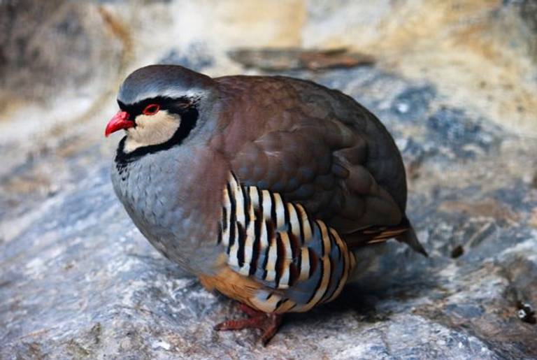 The Philby's Partridge