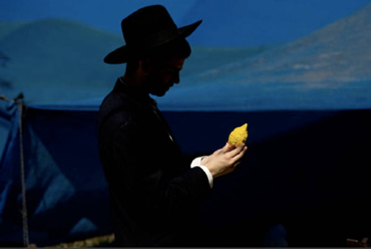 Examining an etrog in Jerusalem.(Sebastian Scheiner/AP/Lens)