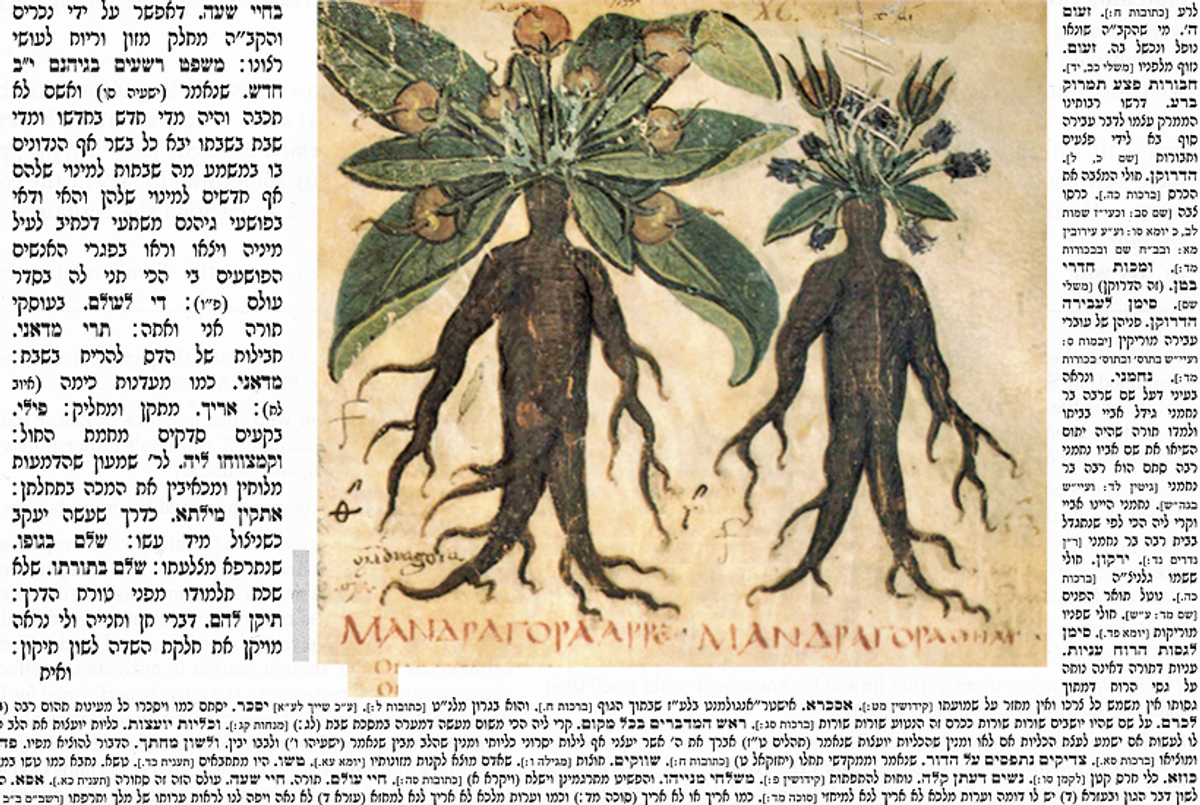 Photoillustration Tablet magazine. Original image: Mandrake, from Folio 90 of the Naples Dioscurides, a 7th century manuscript of Dioscurides De Materia Medica.(Wikimedia Commons)