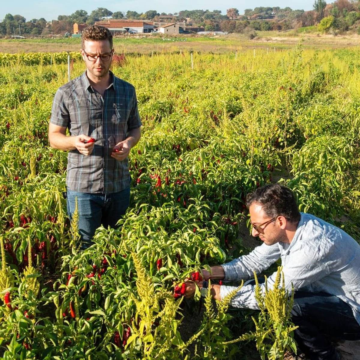Ori Zohar and Ethan Frisch in a paprika field, Extremadura, Spain