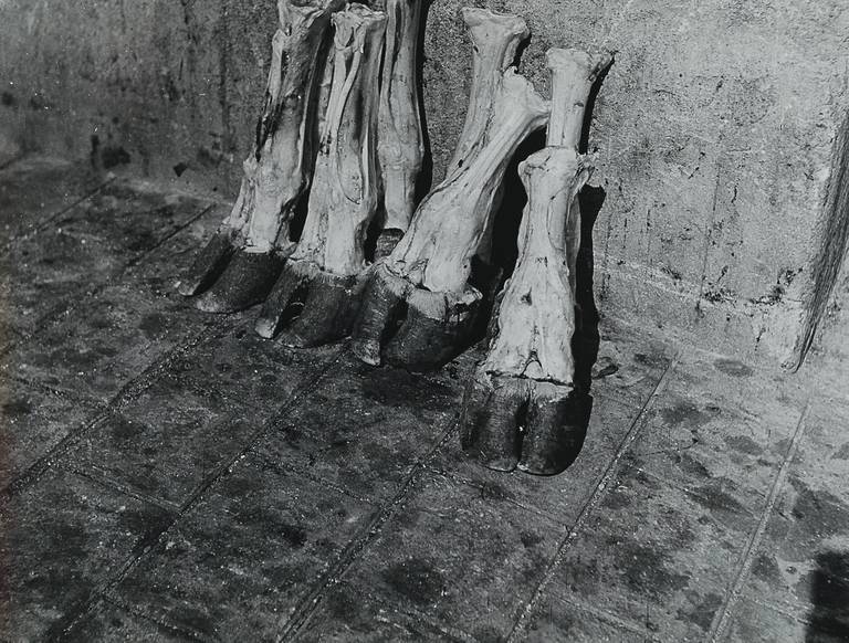 Dora Kallmus (1881-1963), ‘Severed cow’s legs in a Parisian abattoir,’ circa 1954–57