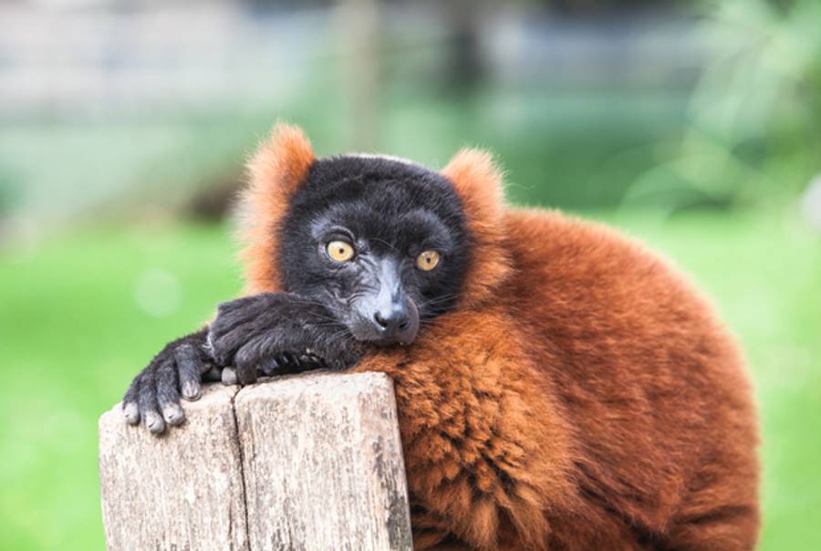 A different red-ruffed lemur, who might not even like soccer at all. (Shutterstock)