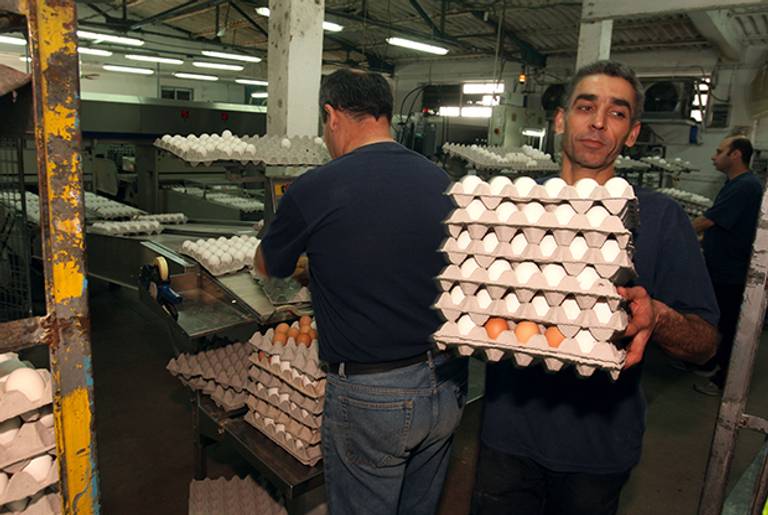 A worker carries trays of fresh eggs in a packing plant in the central Israeli farming community of Ramot Hashevim. (David Silverman/Getty Images)