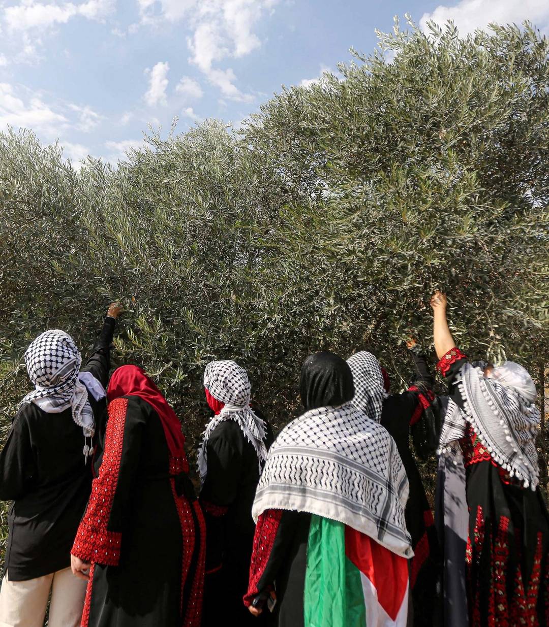 Palestinian women harvest olives in Khan Yunis in the southern Gaza Strip, two days before Hamas' attack on Israel