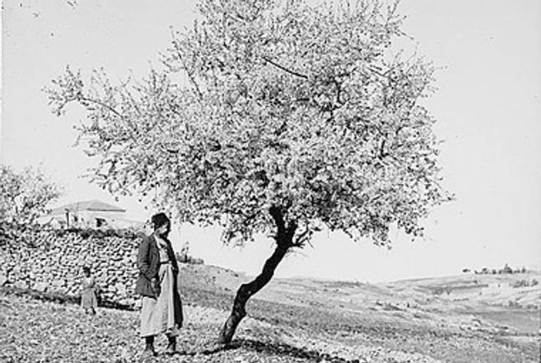 Almond tree in blossom in Palestine, circa 1920.(Library of Congress)