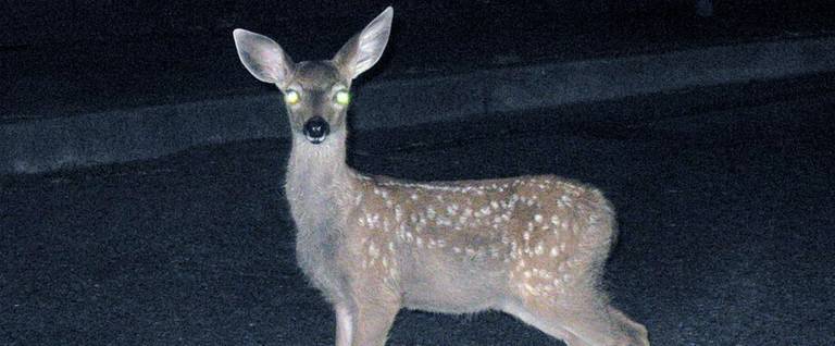 Deer on road at night transfixed, staring into headlights, Mill Valley, California