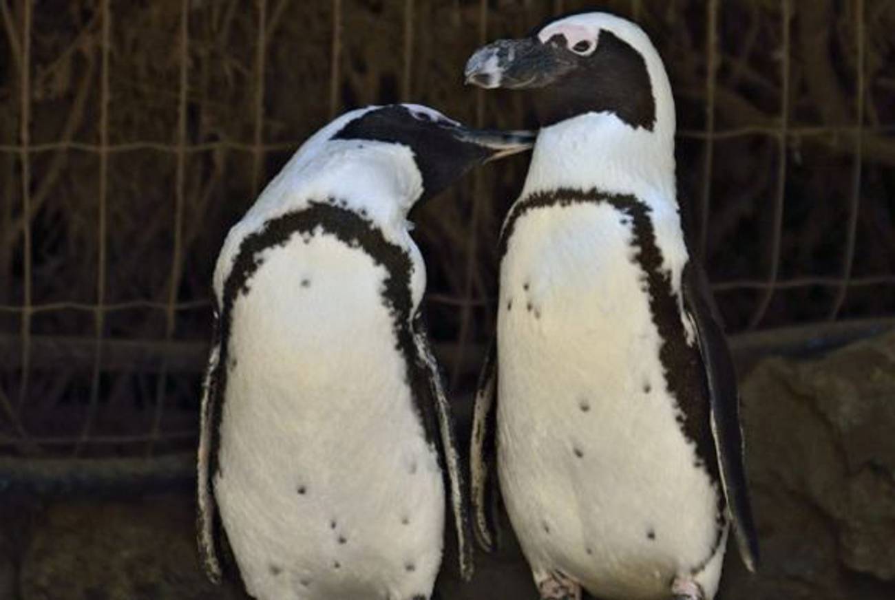Lesbian Penguin Couple Calls Israeli Zoo Home - Tablet Magazine