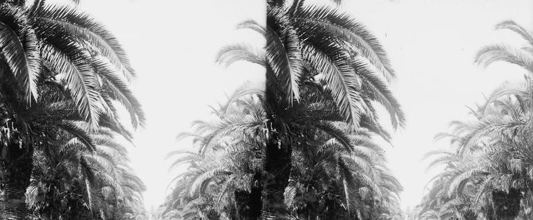 Avenue of date palms, Rishon L'Tzion, ca. 1920-1930