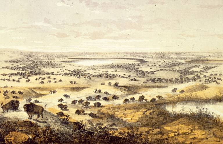 Herds of bison near Lake Jessie, North Dakota, ca. 1850