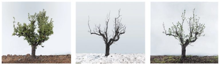 Tal Shochat, ‘Lessons in Time #1 (Plum Tree),’ 2016; Triptych, C-Prints