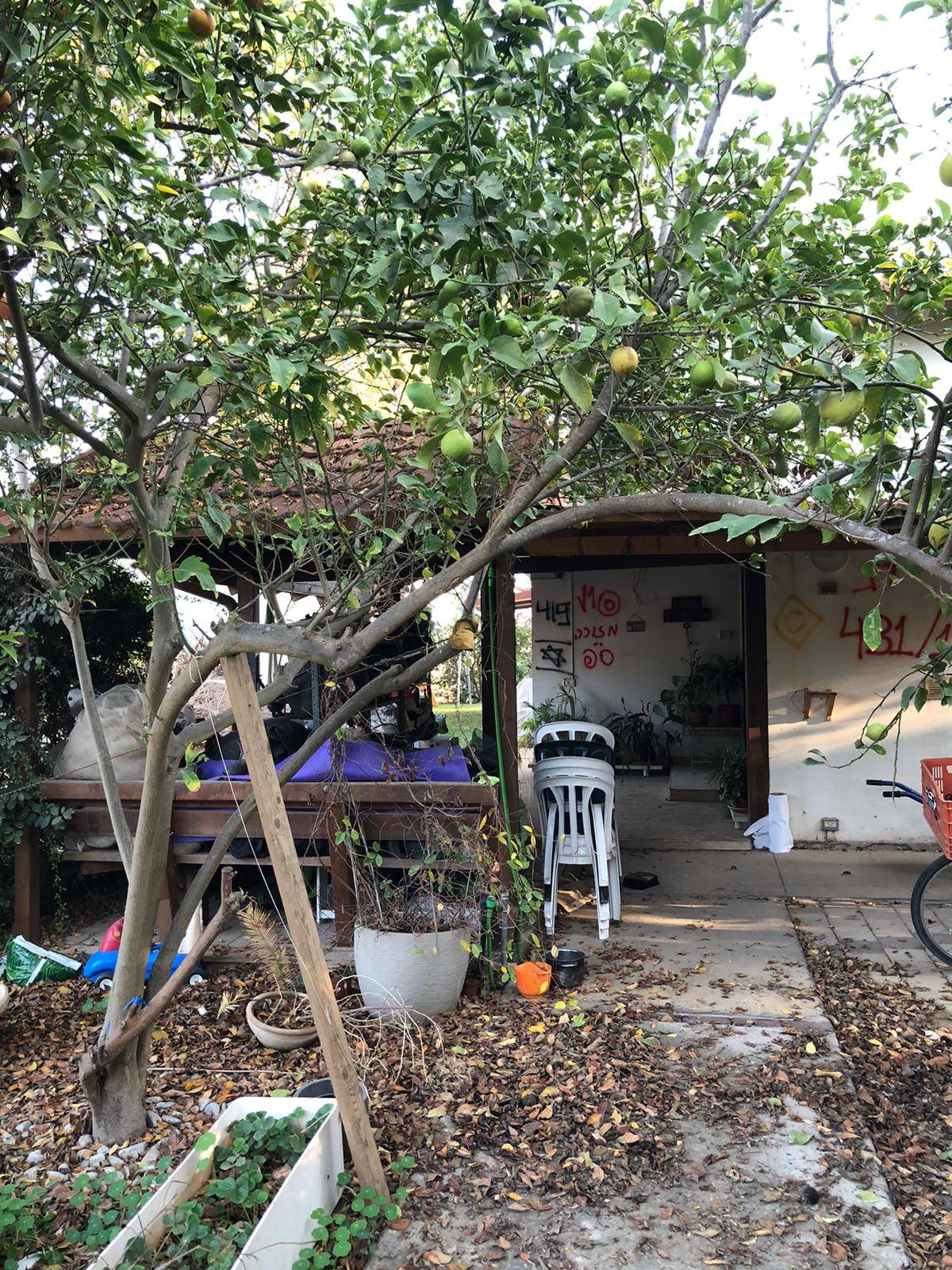 Lemon trees in a yard in Be'eri. The markings on the back wall are from the IDF, and indicate that the ‘coast is clear.’