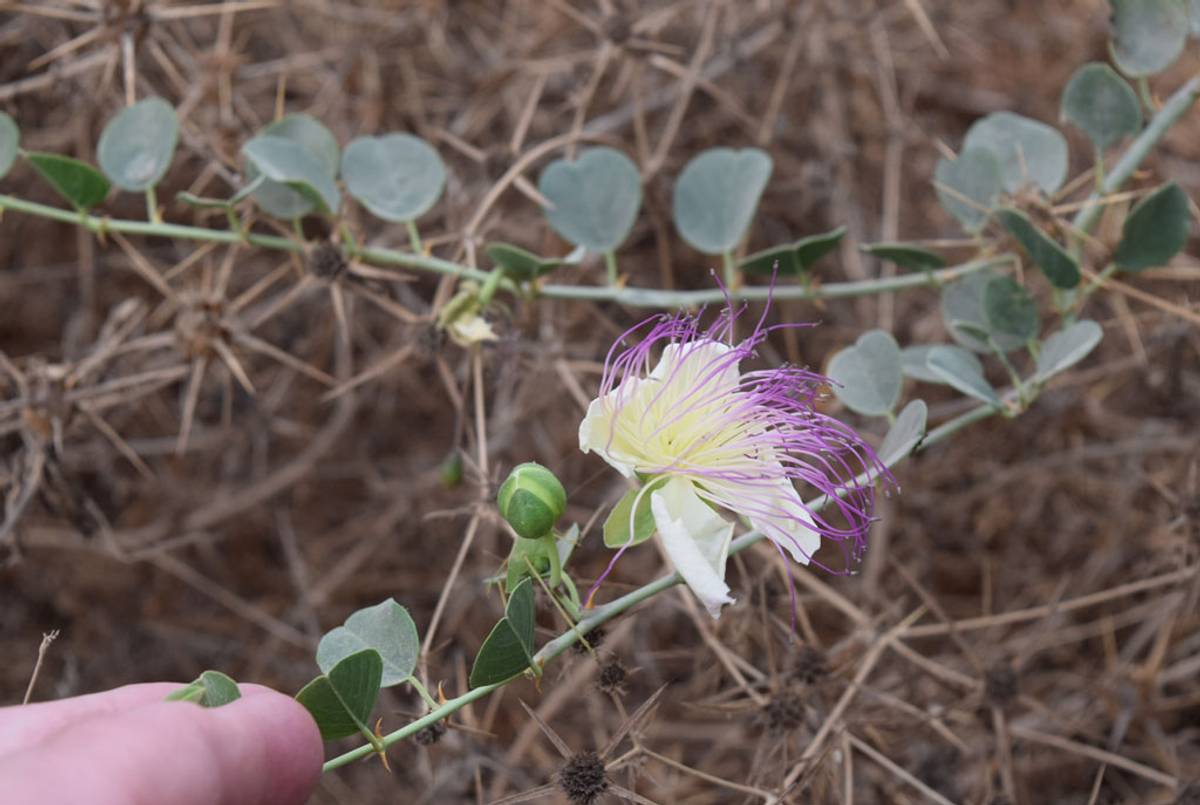 A wild caper flower. (Photo: Kevin Begos)