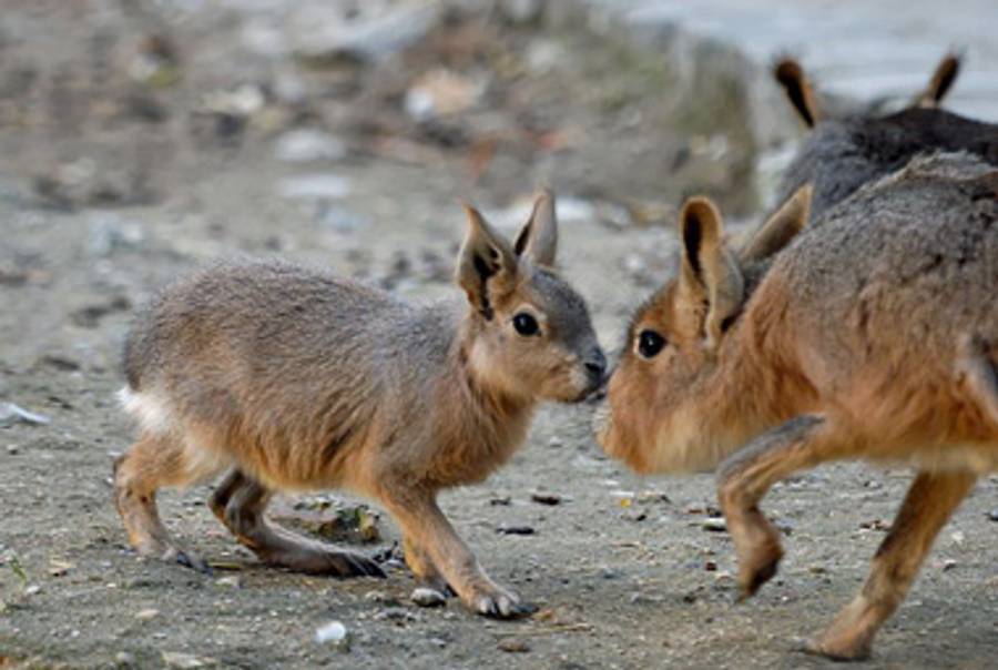 Patagonian hares (they are a thing).(Wikipedia)