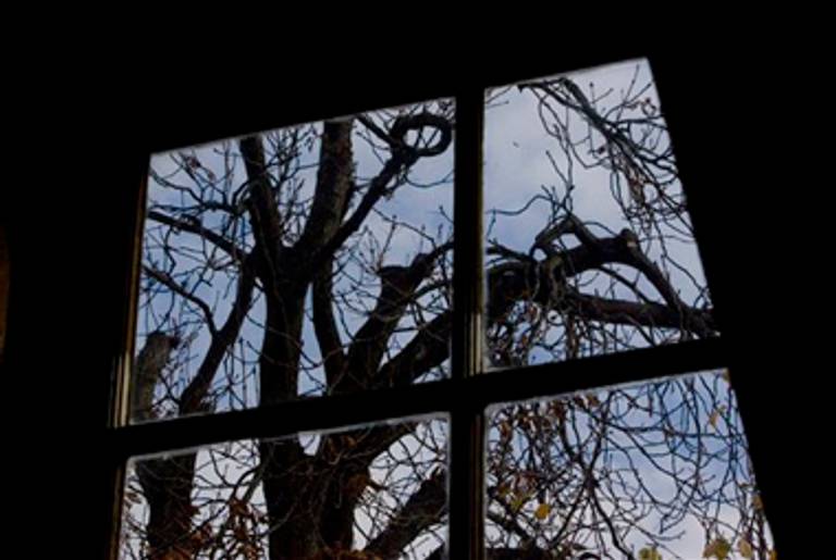 The view of the tree from the Annex attic.(AP)