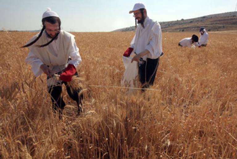 Orthodox Jews work the fields near a kibbutz, May 2009.(Menahem Kahana/AFP/Getty Images)