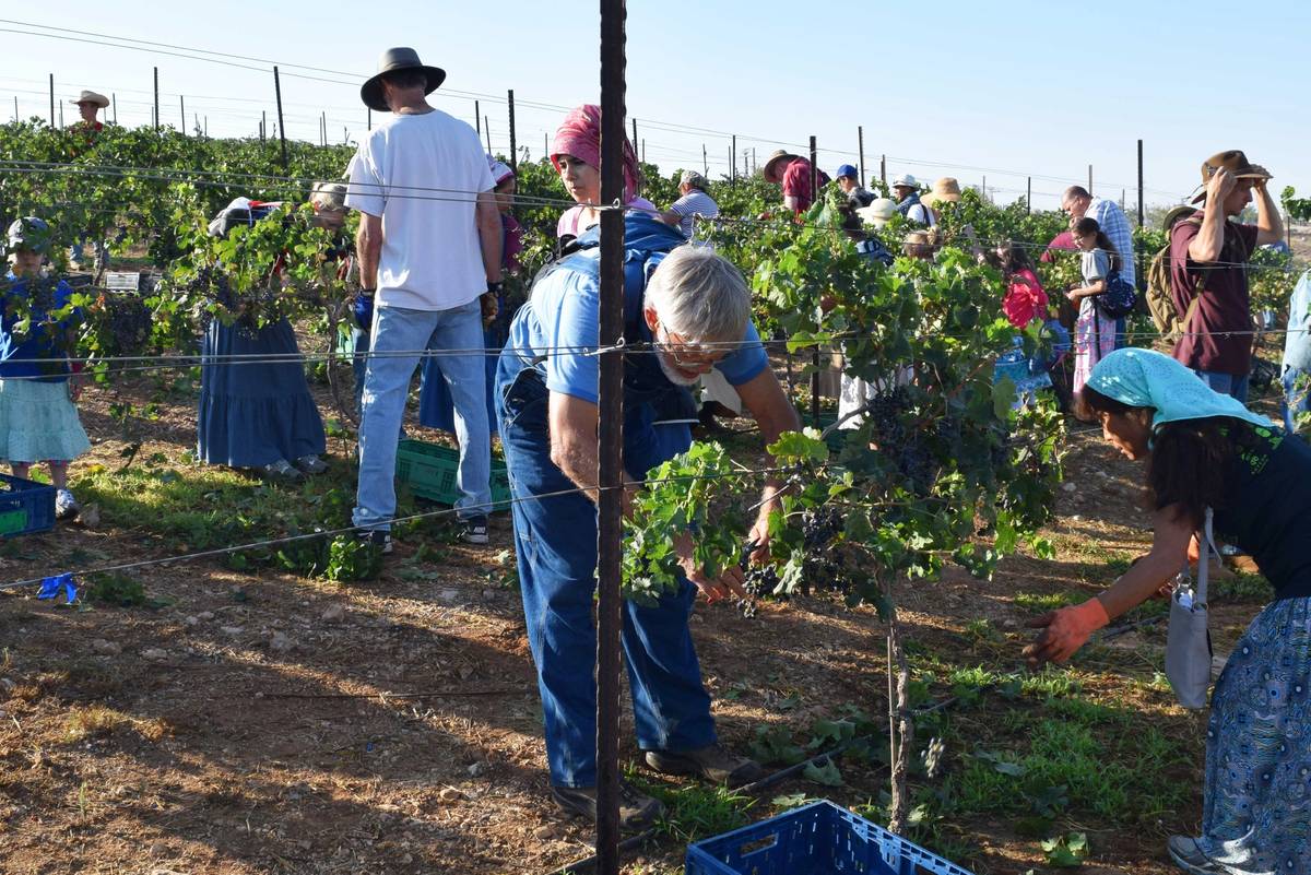 Christian volunteers with HaYovel harvest grapes in the vineyards of the West Bank Jewish community of Pnei Kedem in August, 2017. (Photo: Sara Toth Stub)