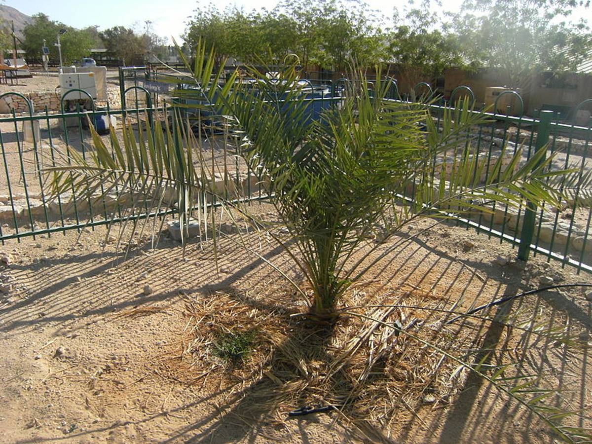 The Judean Date Palm at Kibbutz Ketura, nicknamed Methuselah. (Wikimedia).
