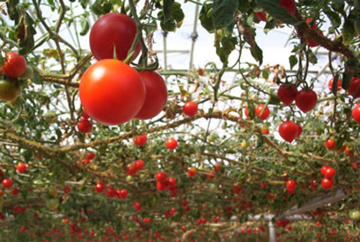 (Tomatoes hanging overhead by sylvar / Ben Ostrowsky; some rights reserved.)