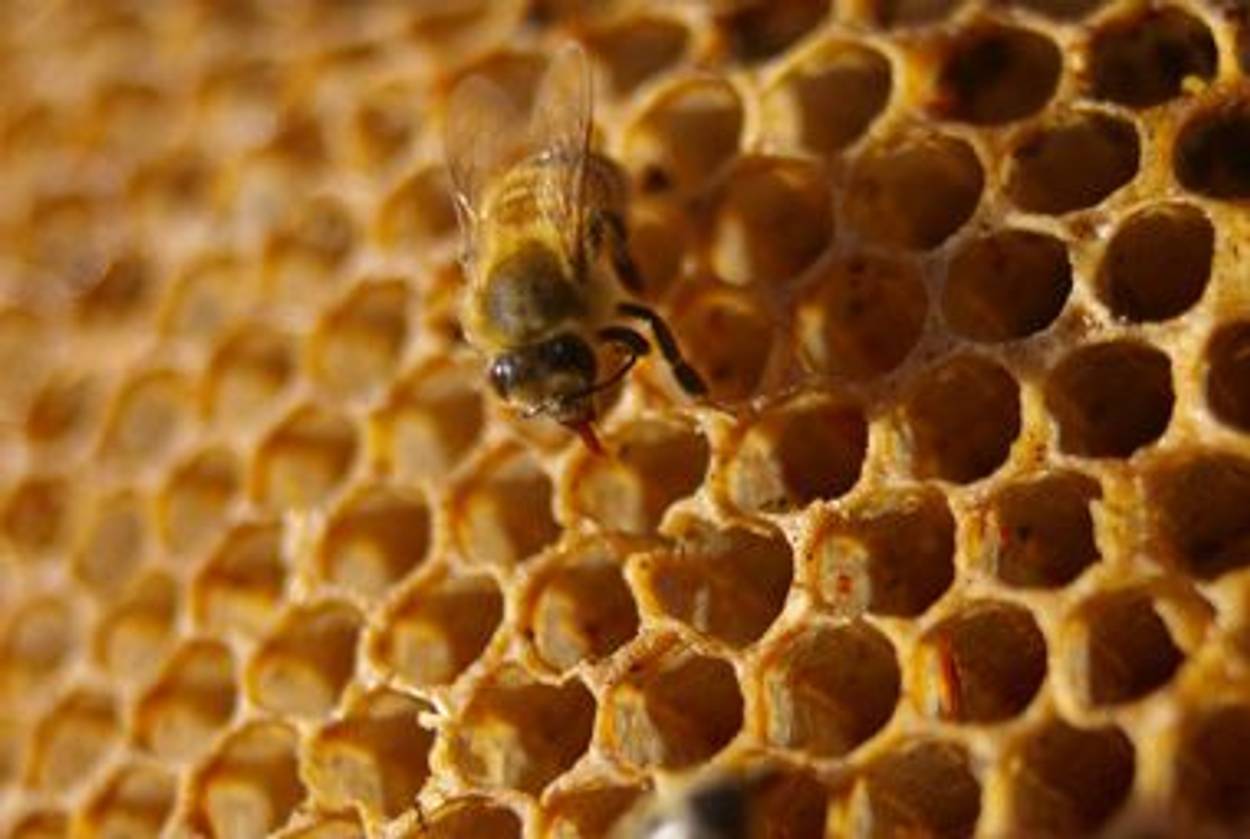 BotheredByBees / Peter Shanks; some rights reserved