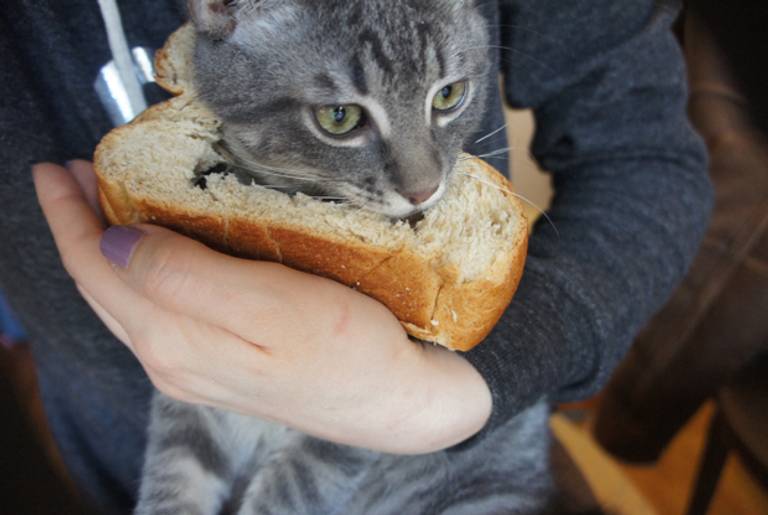 "Stop trying to make ChallahCat happen."(Photos by the author)
