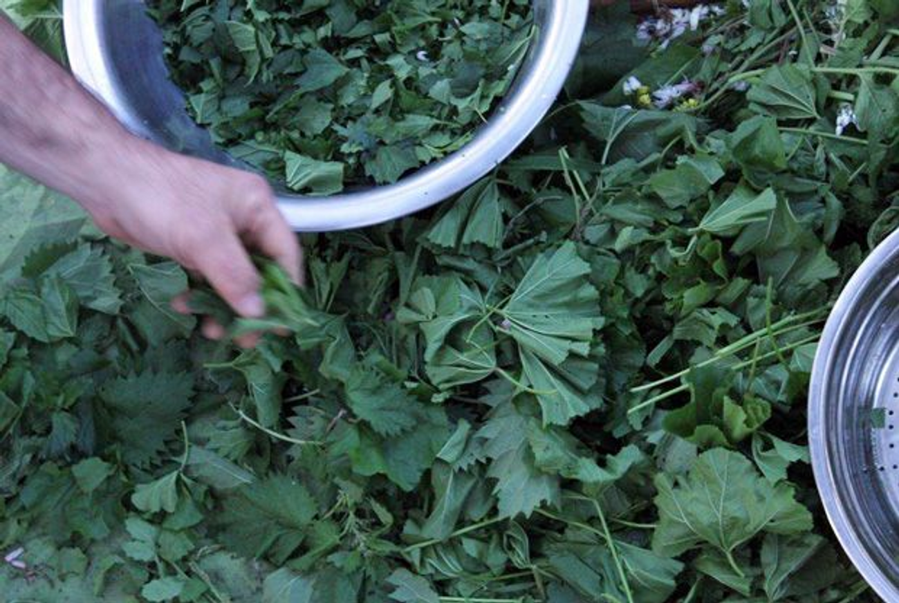 Stuffed Mallow Leaves