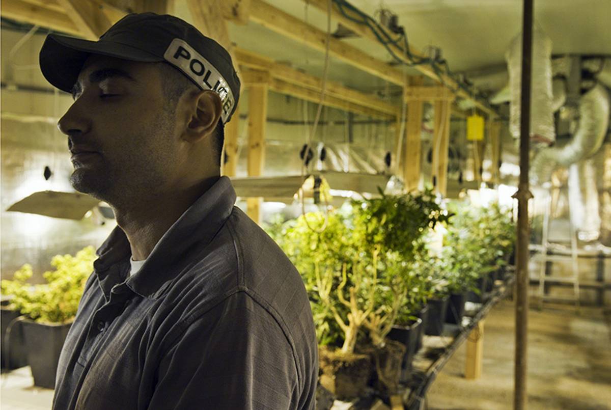 An Israeli policeman stands at a greenhouse in which marijuana was illegally grown, on Oct. 10, 2010, following a police raid in the southern moshav of Ami Oz, in the Negev desert.(David Buimovitch/AFP/Getty Images)
