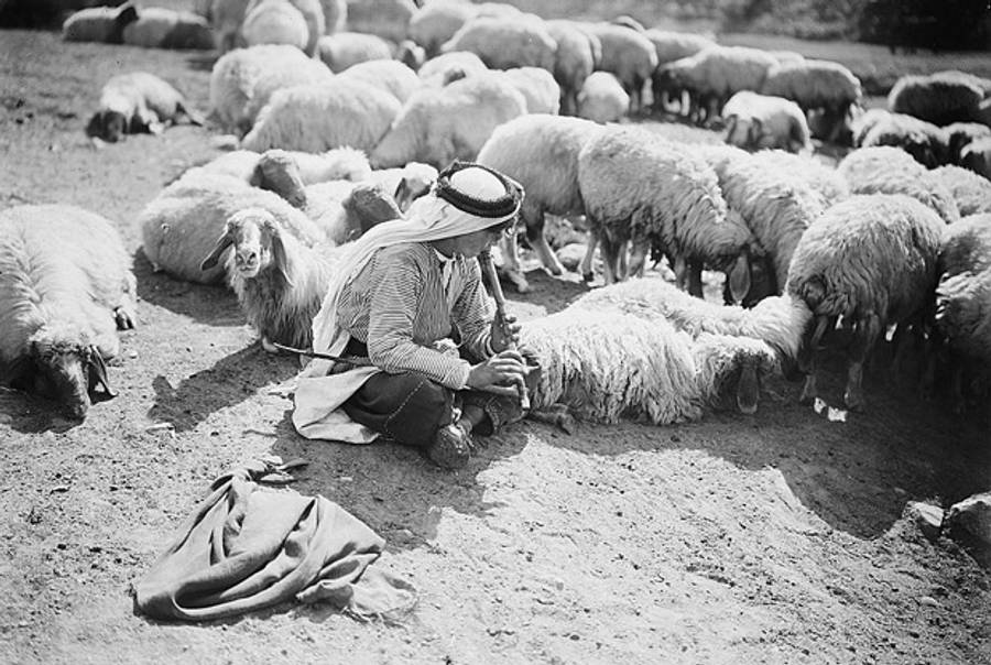 Shepherd, Palestine, c. 1937.(Library of Congress)
