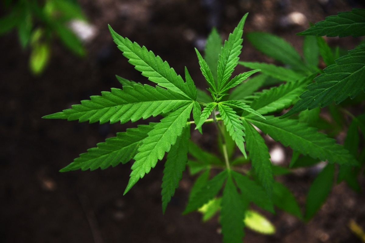 Israeli Scientists Believe a Chemical Compound Found in Marijuana Can ...