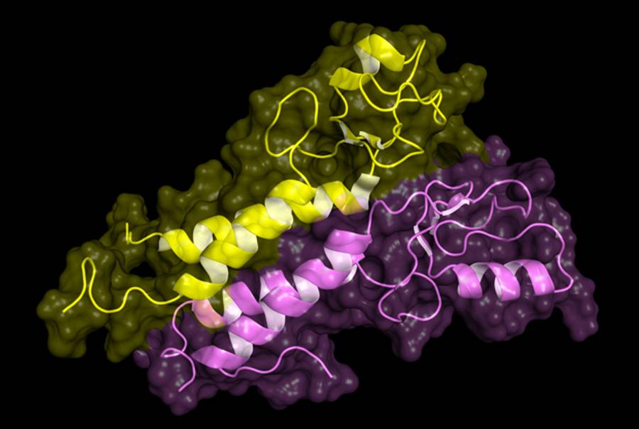 BRCA1 tumor supressor protein. (Shutterstock)