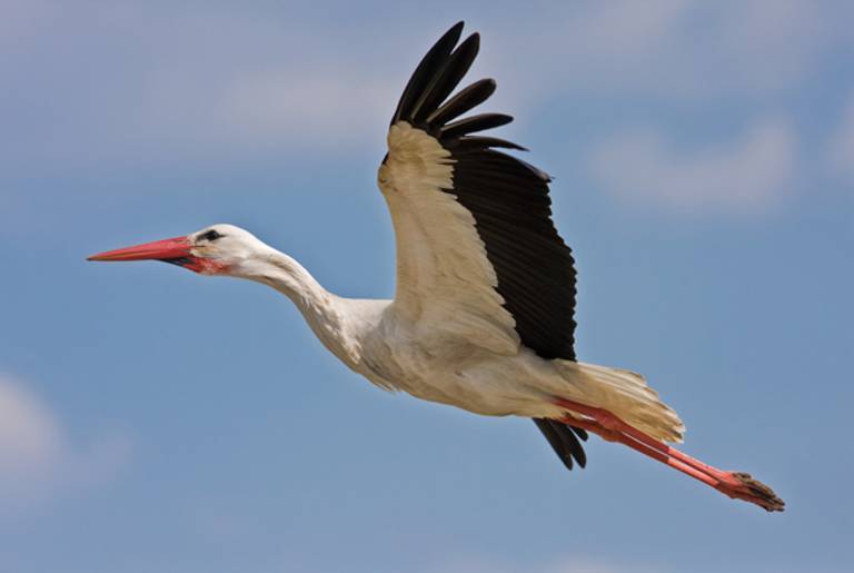 A suspicious-looking stork.(Shutterstock)