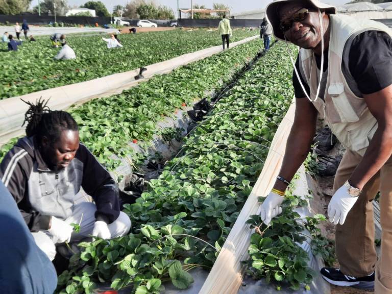 The author, at right, volunteers at a strawberry farm in Kibbutz Kadima Zoran, December 2023. He was joined by more than 20 other South Sudanese.