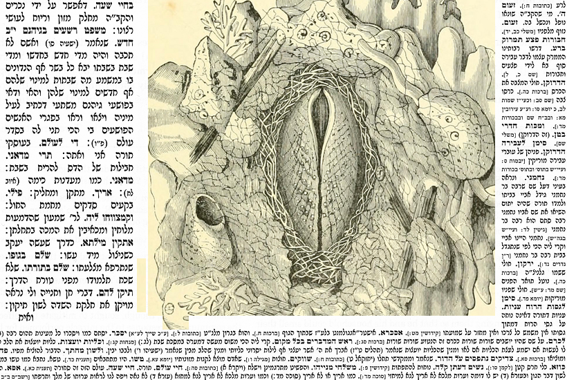 Daf Yomi Does a Penis Make the Man? Hermaphrodites, Eunuchs, and Jews With Genital Deformities or Injuries photo