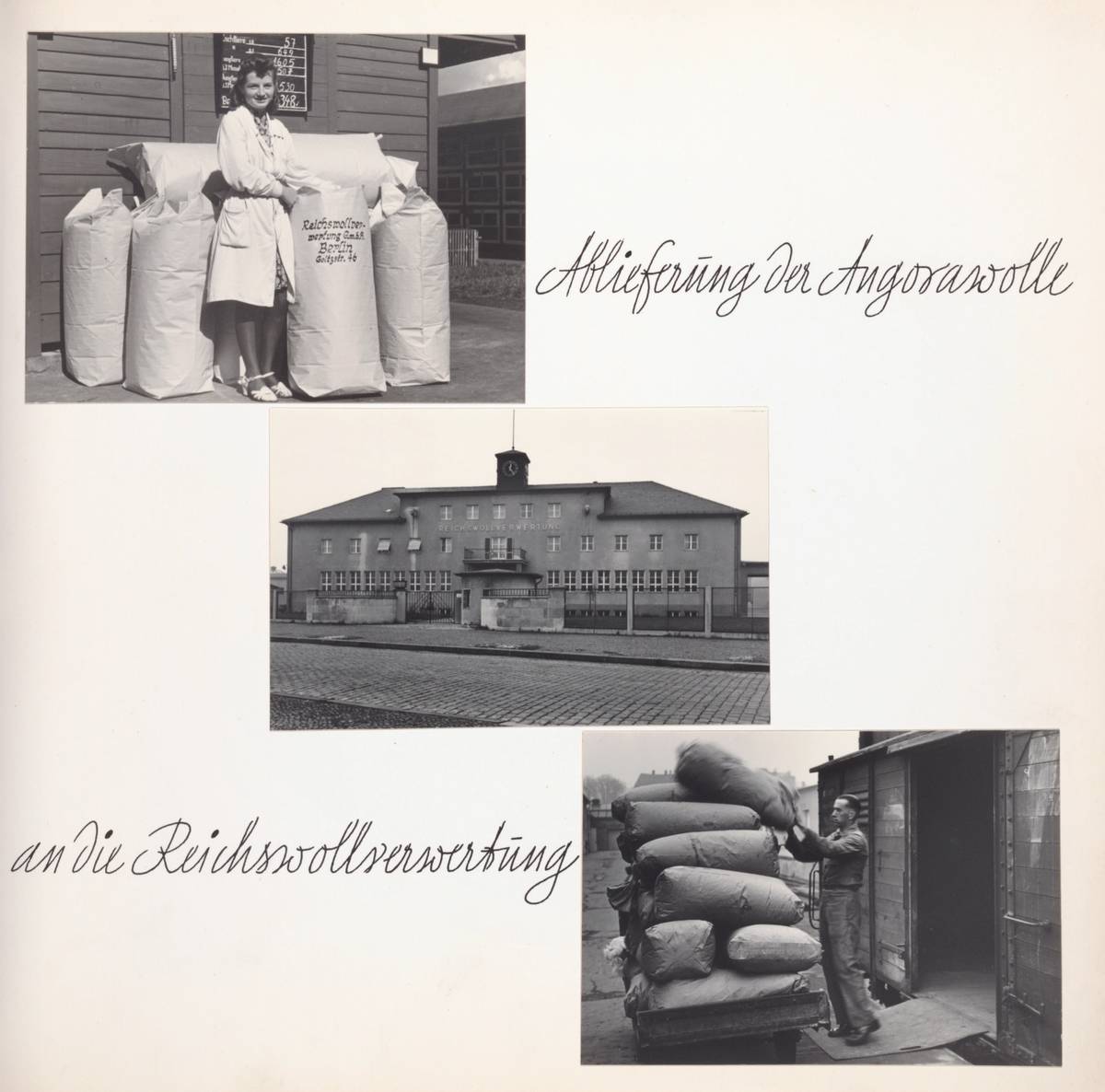 Angora wool production, circa 1943. The text reads, 'Delivery of the Angora wool to the Reichswollverwertung.' From Himmler's Angora album.