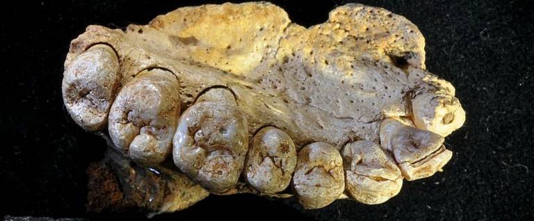 High resolution image of 177,000 to 194,000-year-old Misliya jawbone