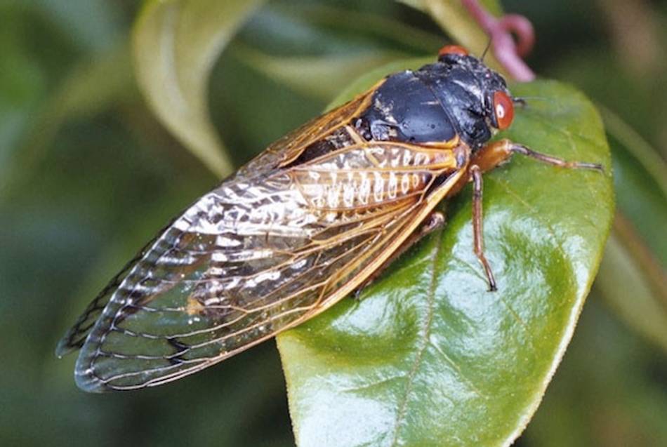 30 Billion Sex Crazed Cicadas To Swarm East Coast Tablet Magazine 