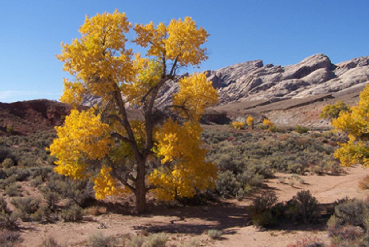 A cottonwood at the base of the San Rafael Reef.(Bryant Olsen/Flickr)