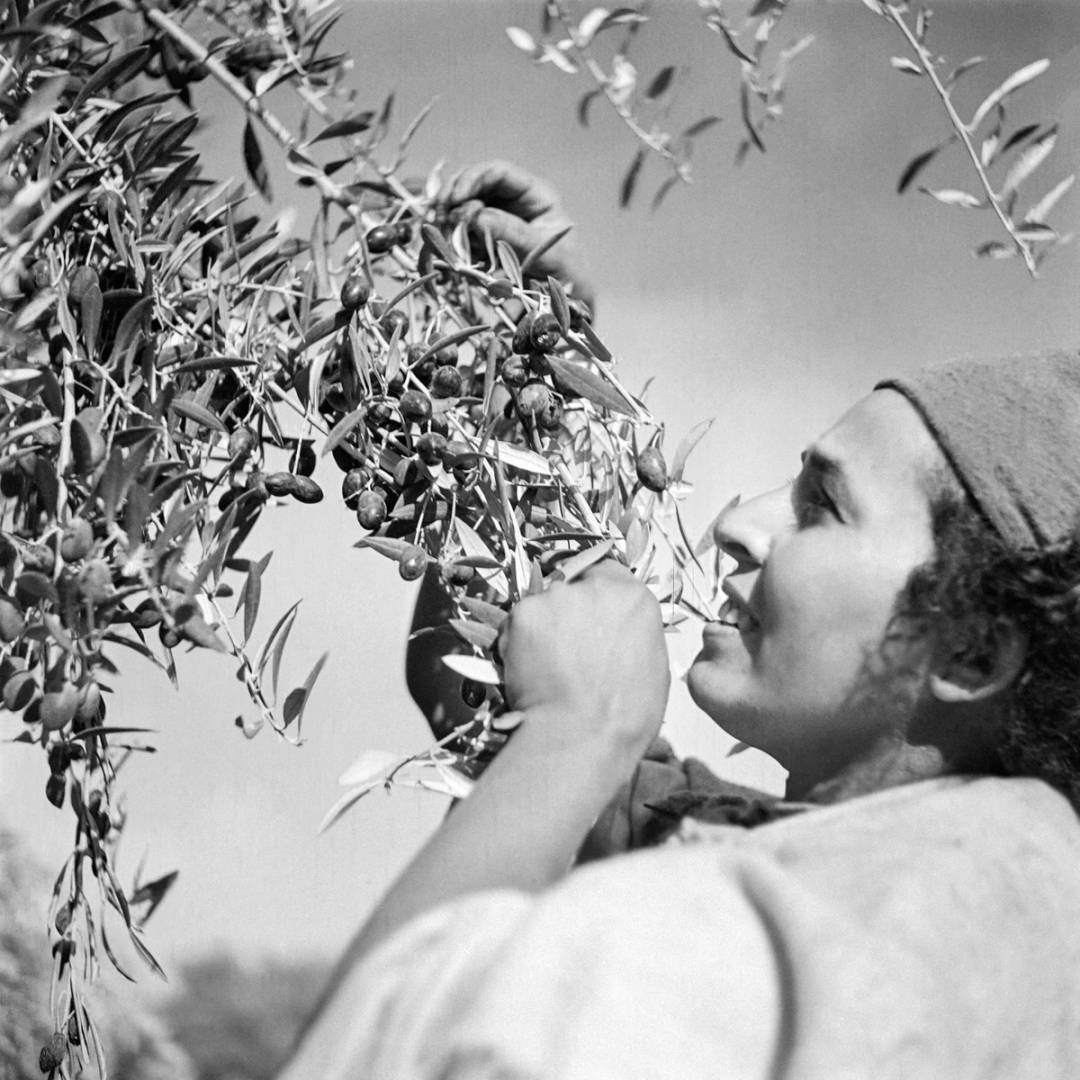 A Moroccan woman works during the olive harvest in a plantation near Marrakech, in December 1945