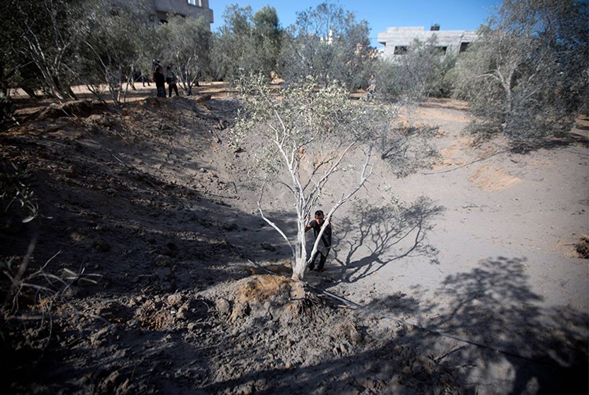 A Palestinian man inspects an olive tree after an Israeli air strike on Oct. 28, 2013, in the northern Gaza Strip.(Mohammed Abed/AFP/Getty Images)