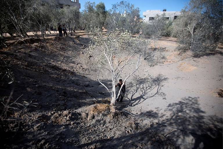 A Palestinian man inspects an olive tree after an Israeli air strike on Oct. 28, 2013, in the northern Gaza Strip.(Mohammed Abed/AFP/Getty Images)