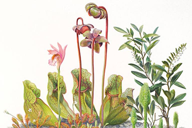 Detail of Plants of Bogs and Swamps. by Alan Singer.(©1989 Alan Singer)