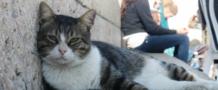 A cat at the Kotel in Jerusalem, Israel. 