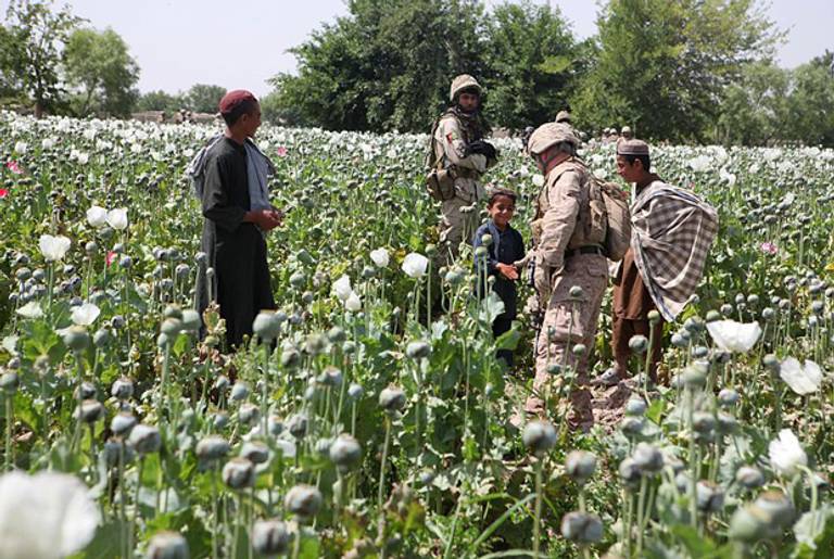 Opium poppies in Helmand province, Afghanistan. (U.S. Marines via ISAFmedia)