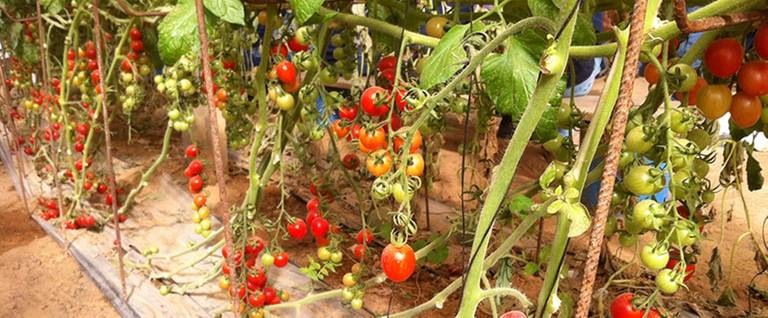 Tomatoes at The Salad Trail.