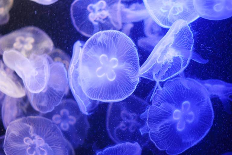Jellyfish.(Shutterstock)