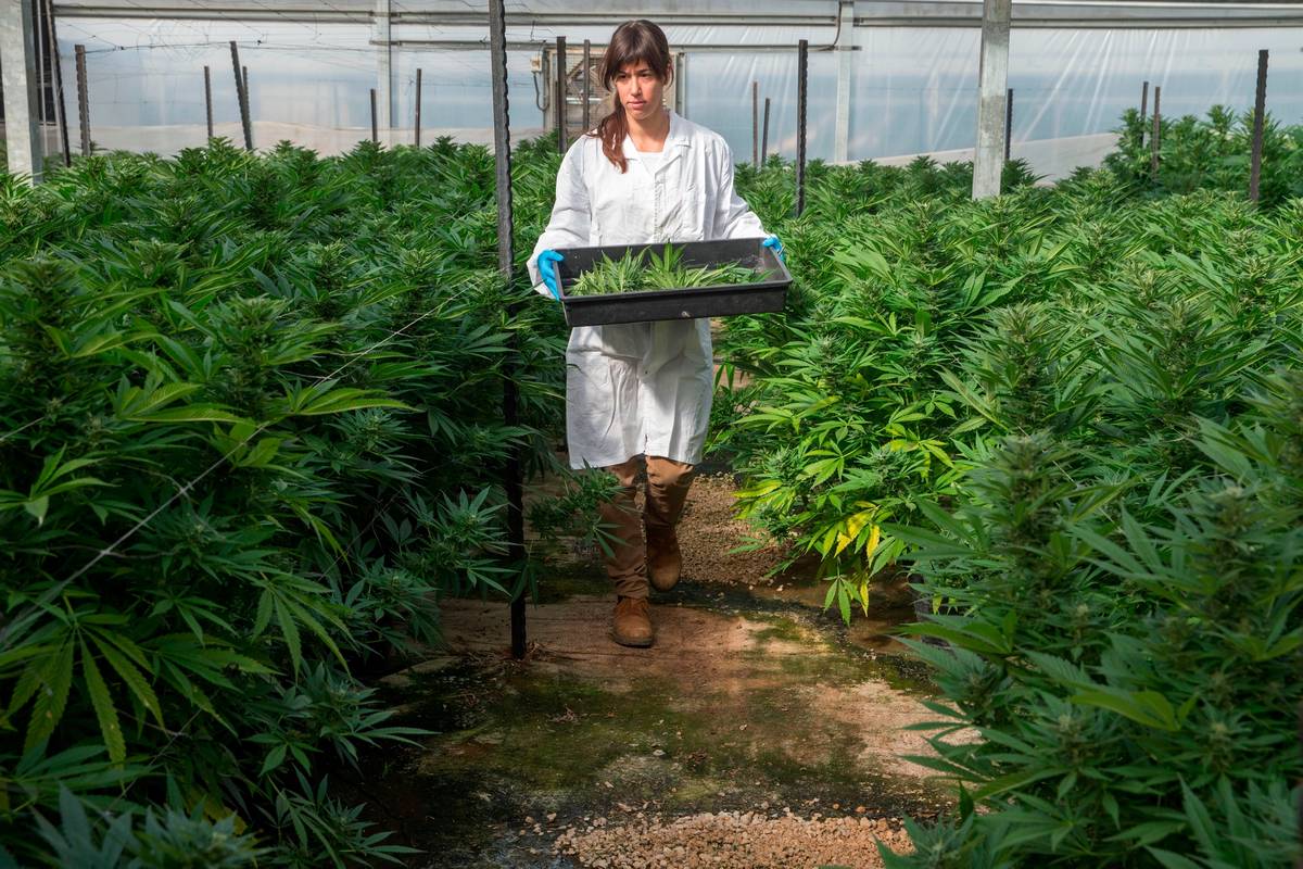 An Israeli woman works at the BOL (Breath Of Life) Pharma greenhouse in the country's second-largest medical cannabis plantation, near Kfar Pines in northern Israel, on March 9, 2016.