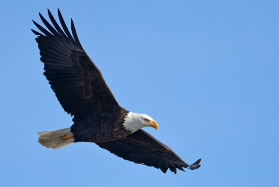 Eagle. (SPY?)(iStockphoto)