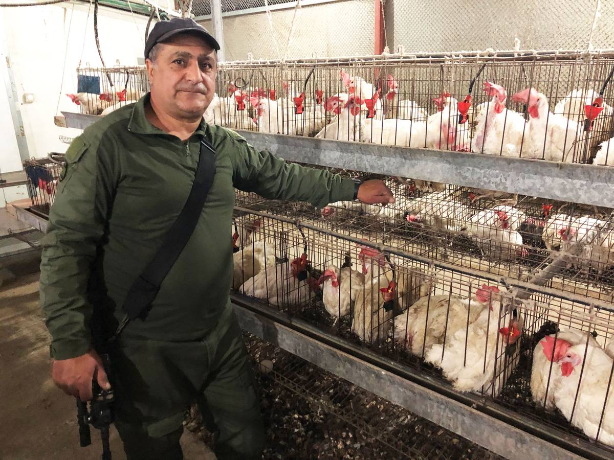 Yoni Yaakobi with his chickens at Moshav Margaliot